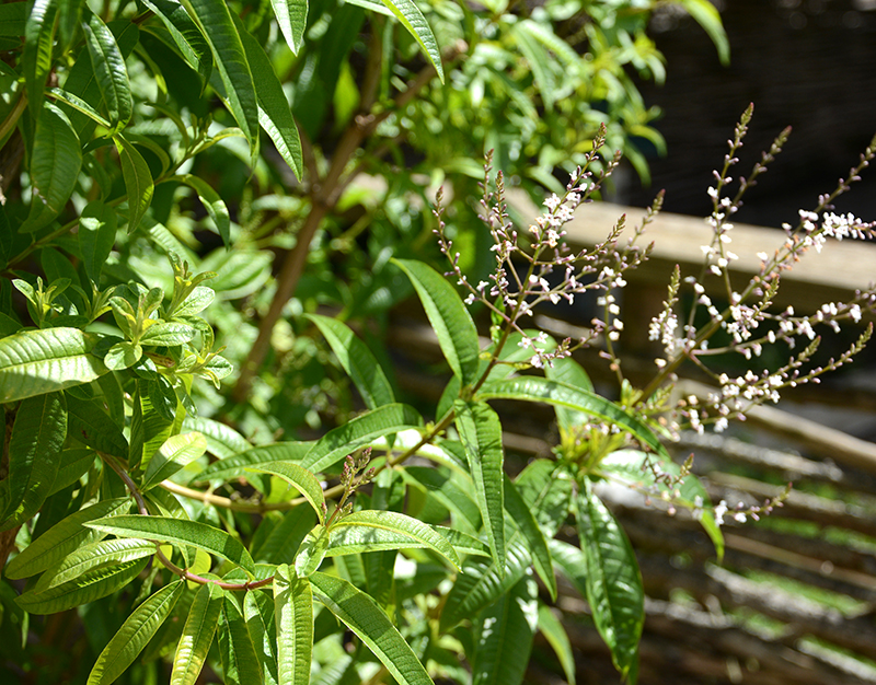 Citronverbena till örtte