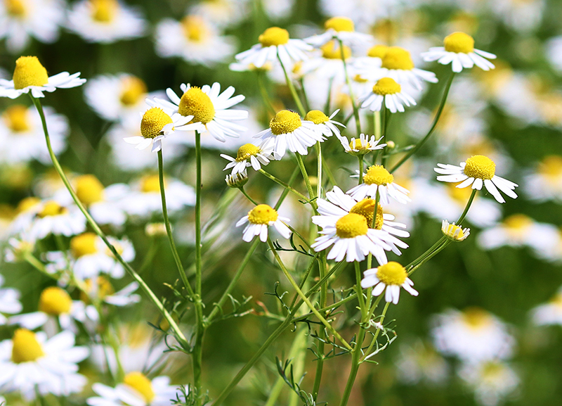 Blommor av kamomill till örtte