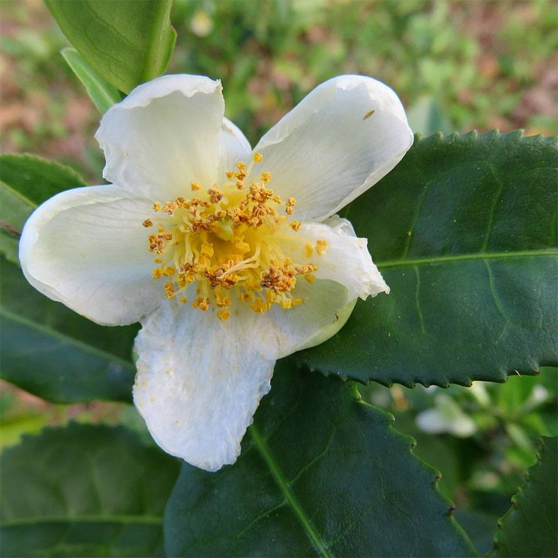 TE Cemellia sinensis till örtte