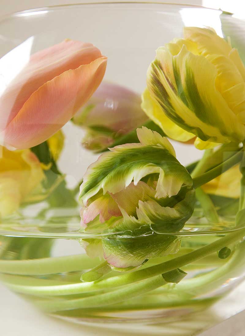 Tulpaner arrangerade i glasskål med vatten
