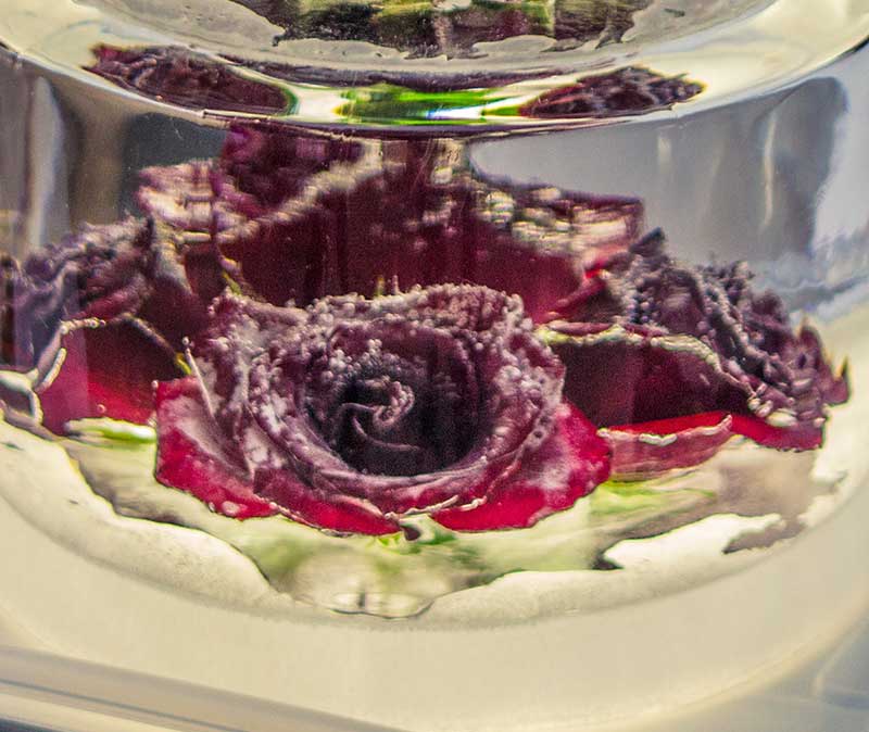 Blommor infrusna i islykta