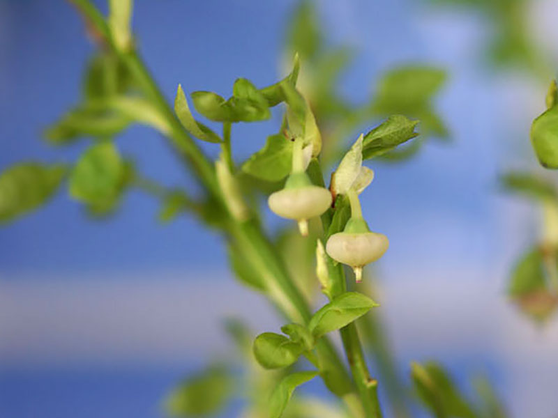 Nyutslagna blåbärsblommor