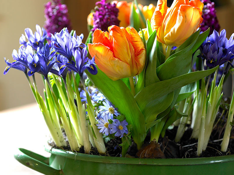 Drivning av vårlökar inomhus tulpan, hyacint, iris