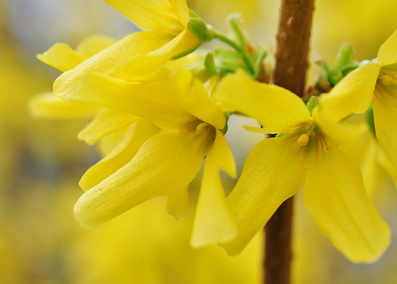drivning av forsythia kvist i blom