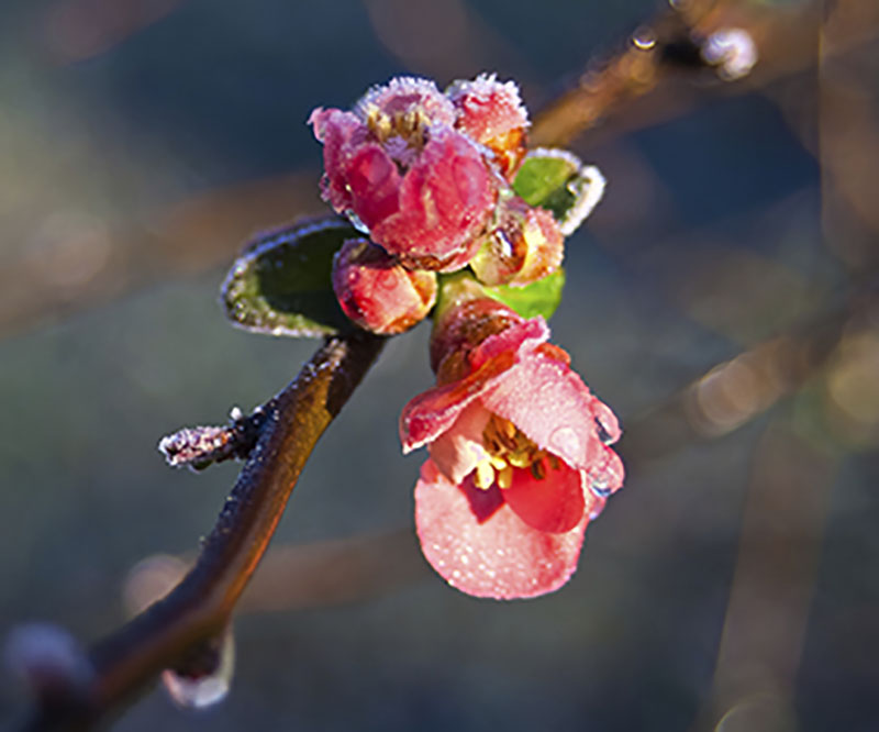 persika blomma i frost