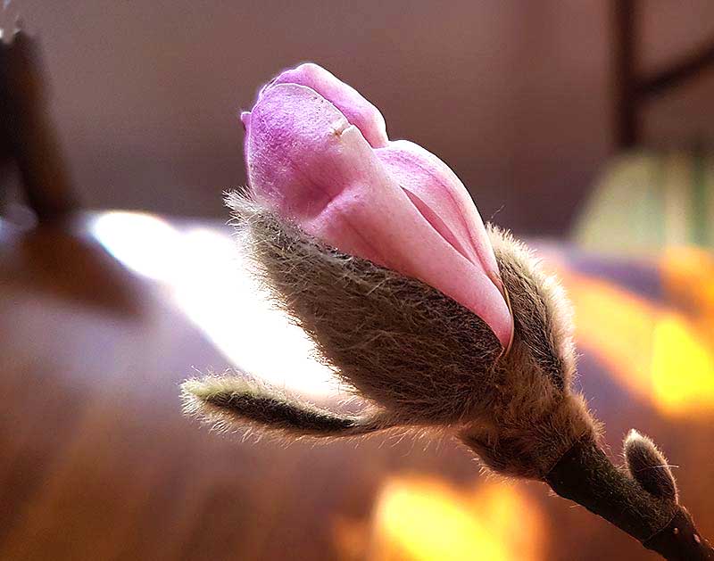rosa-blomknopp-pa-magnolia.jpg