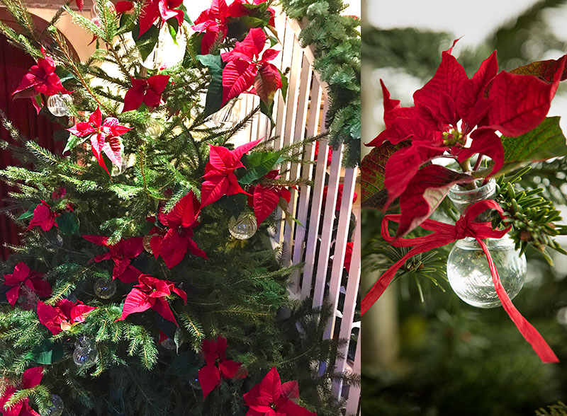 julstjärnor hängande i julgran julstjärnor hängande i julgran