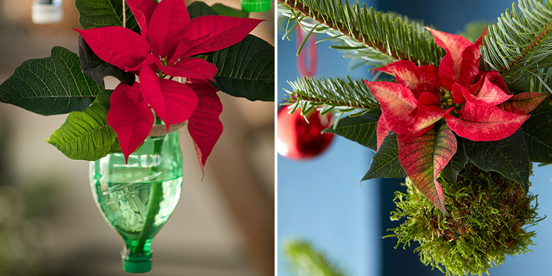 Hängande julstjärna i petflaska och i mossboll Hängande julstjärna i petflaska och i mossboll