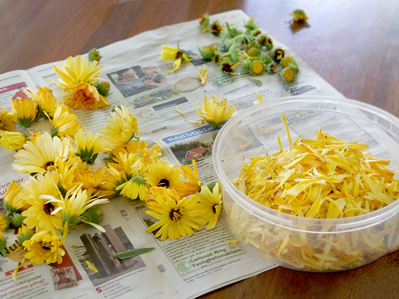 ringblommor till ringblomssalva