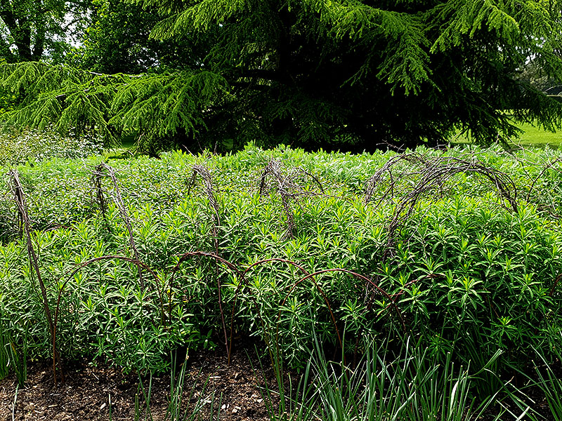 Växtstöd i stora perennrabatten på Kew Gardens