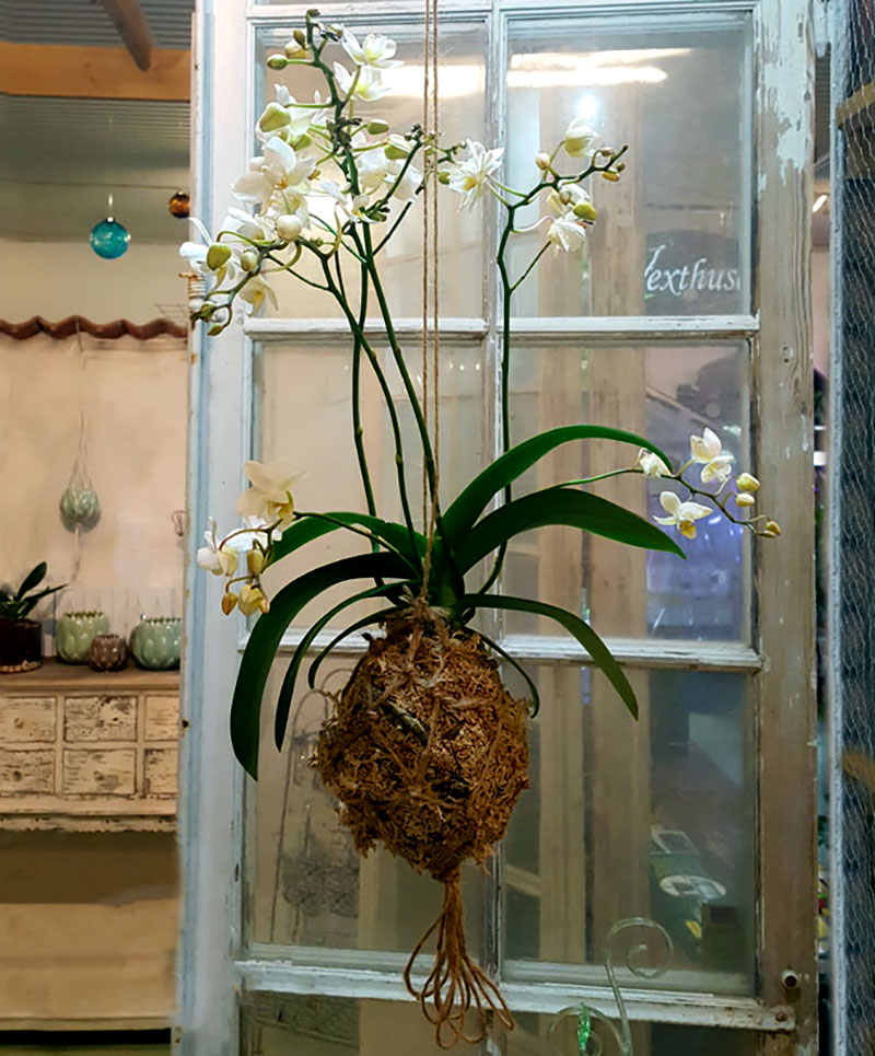Mossbollsplantering av orkide i kokedamateknik