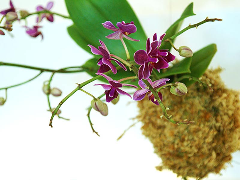 Orkidé planterad som kokedama - LS