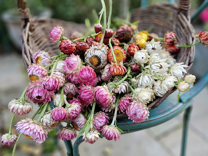 Skörd av eterneller