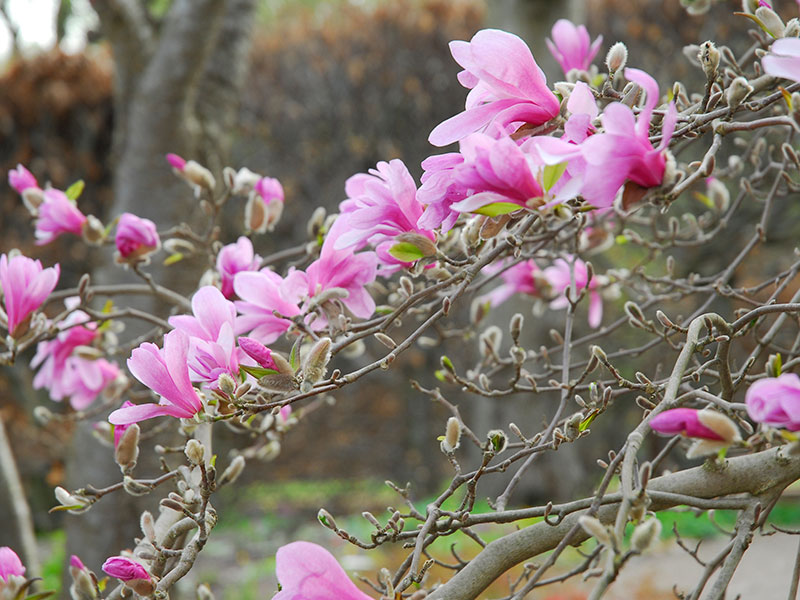 magnolia Leonard Messel