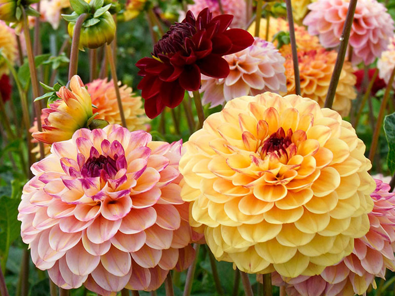 Pompondahlia Jill