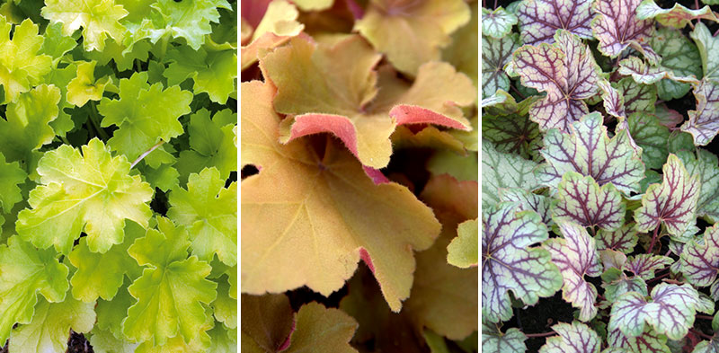 Marktäckande perenner Heuchera