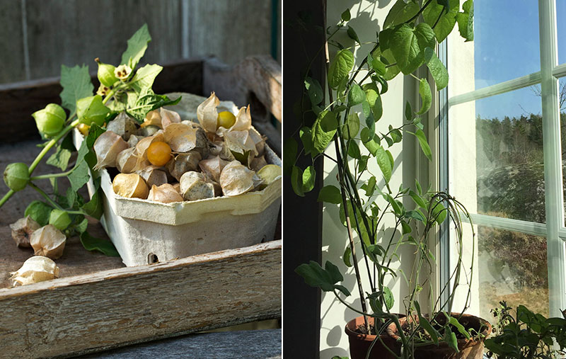 Odling av physalis kapkrusbär