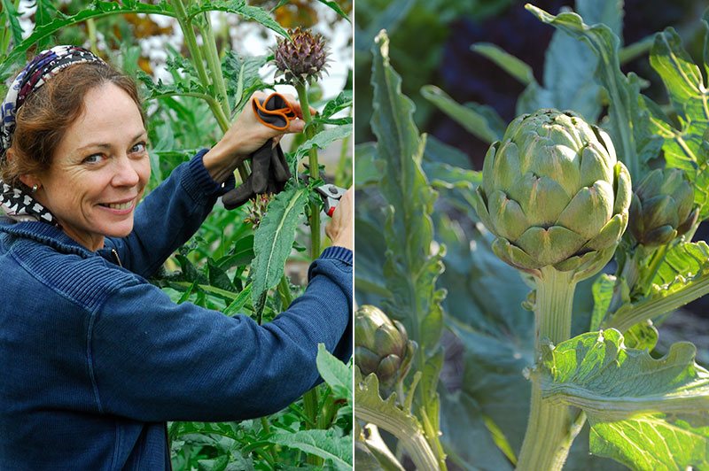 Skörd av kronärtskockor Herrgård och Green Globe