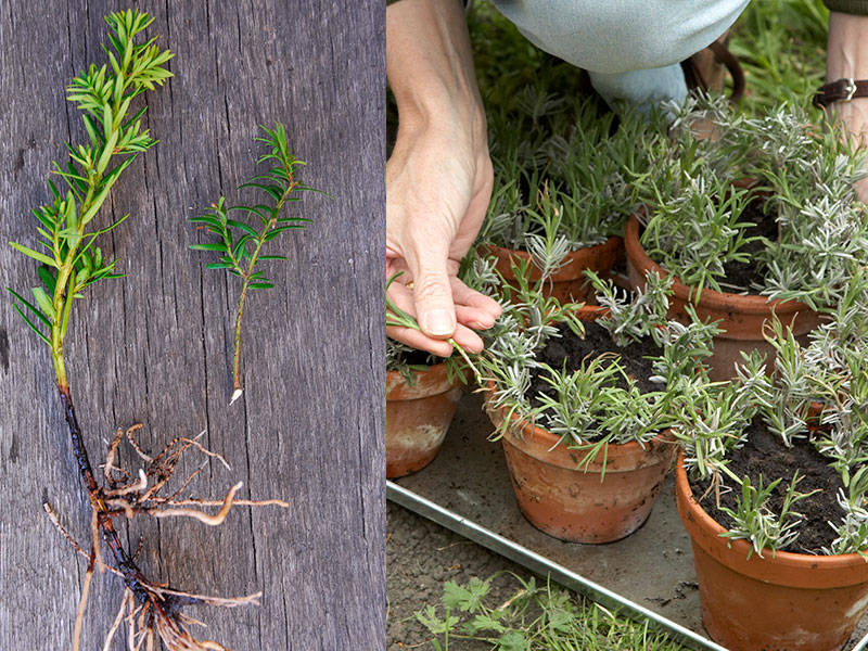 Förökning av idegran och lavendel med sticklingar