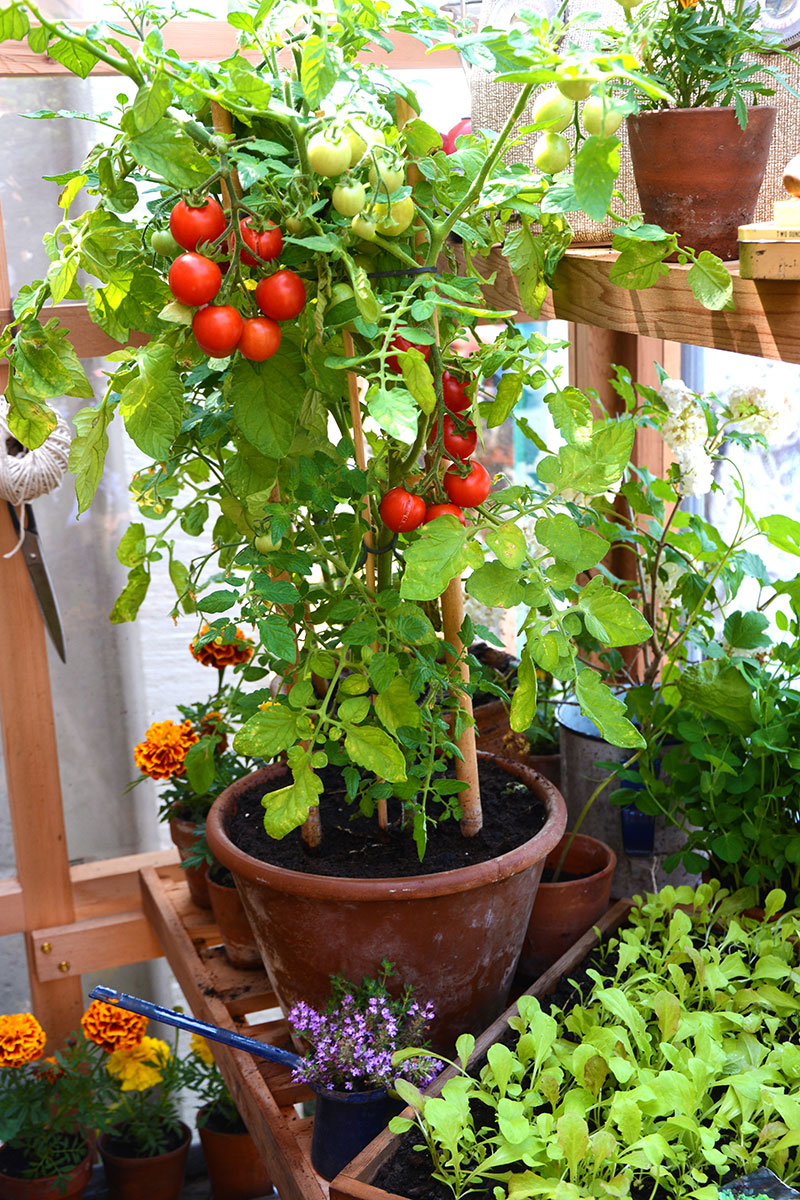 Tomatodling i växthus sensommar