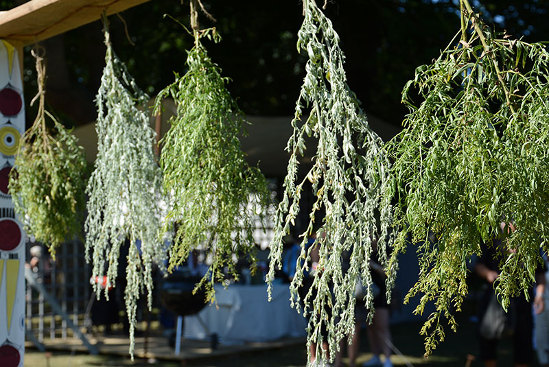 Torkning av malört, dragon, oregano,timjan