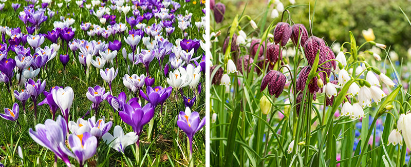 Förvildning med lökar av krokus och kungsängslilja