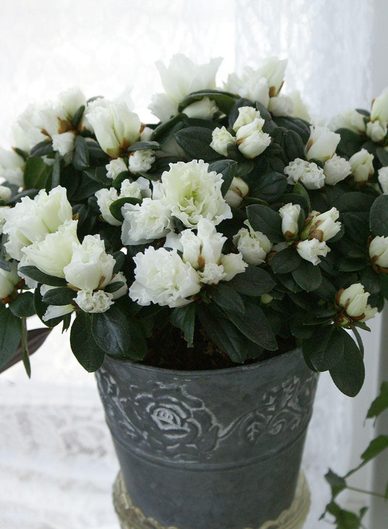 Azalea med vita blommor