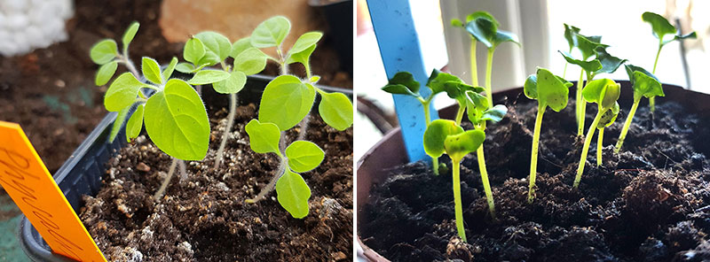 Fröplantor av physalis och granatäpple
