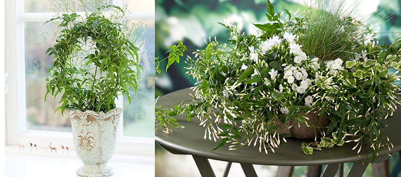 Vippjasmin Jasminum krukväxt