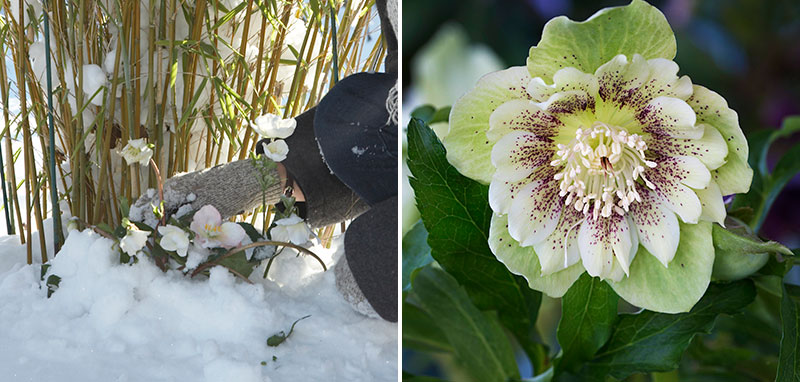 Julros Helleborus niger