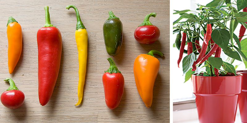 Olika sorter av chili Capsicum