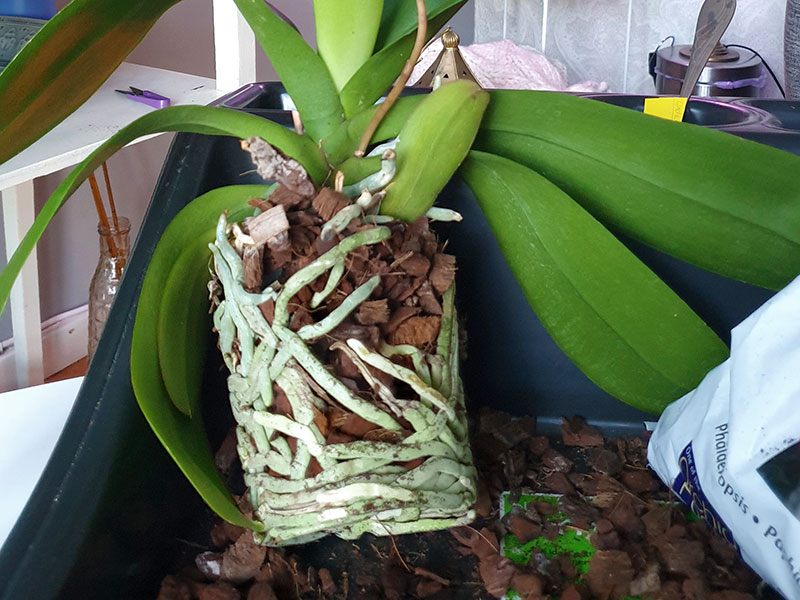 Omplantering av brudorkidé Phalaenopsis