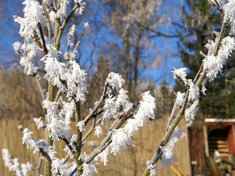 frusen snö på grenar i januari