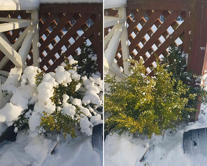 Snö i trädgården