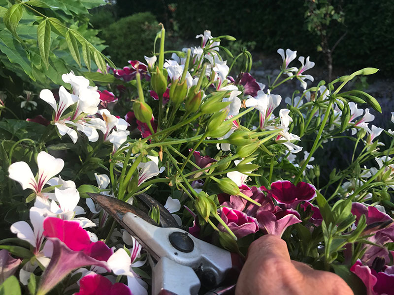 Ansning av sommarblommor pelargon