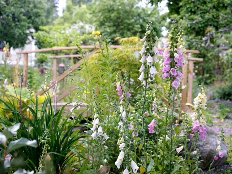 Fingerborgsblommor i rabatt