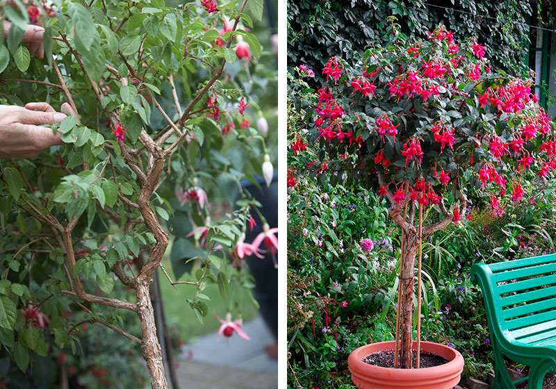 Uppstammad fuchsia