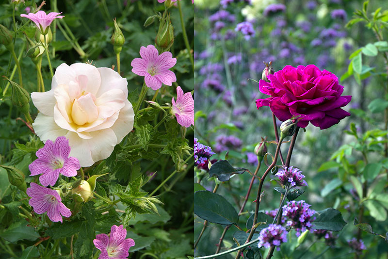 Rosor med näva och jätteverbena
