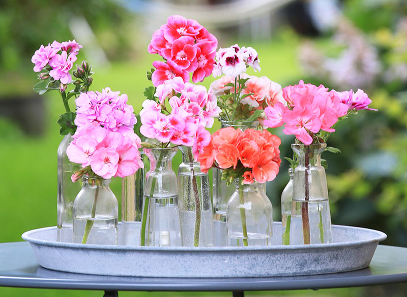 Pelargoner som snittblomma
