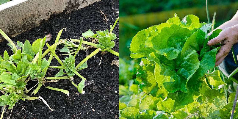 Sallad som ätits av rådjur och omplantering