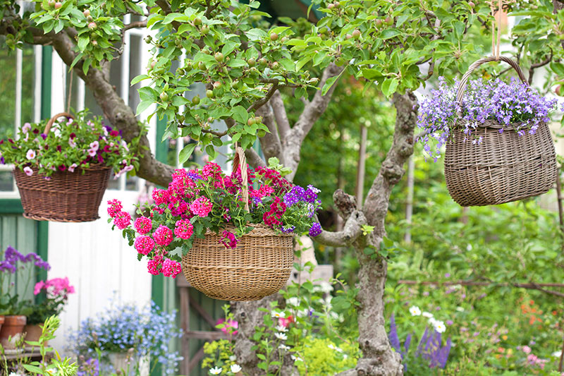Blomsteramplar av gamla korgar i träd