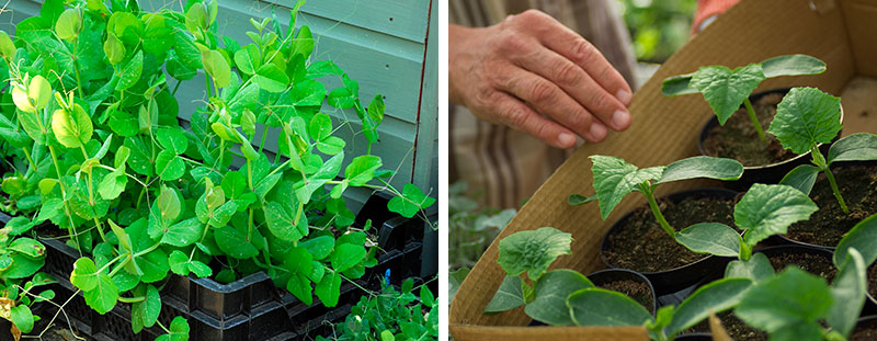 Småplantor grönsaker för utplantering