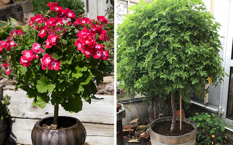 Uppstammade pelargonträd