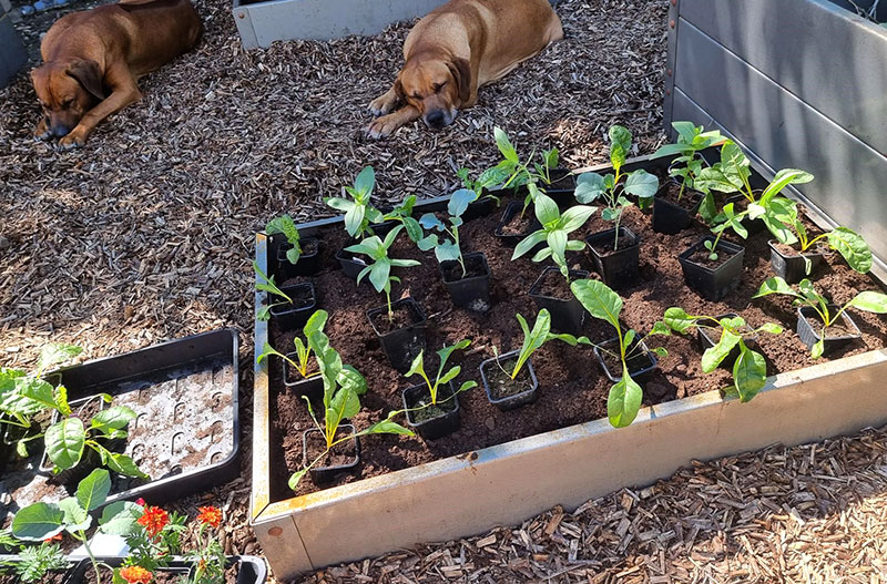 Plantering av förodlade plantor i pallkrage