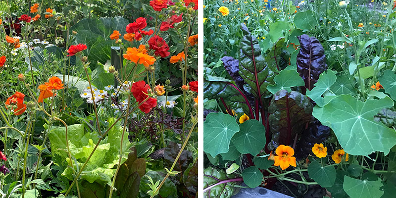 Blommor och grönsaker i samodling