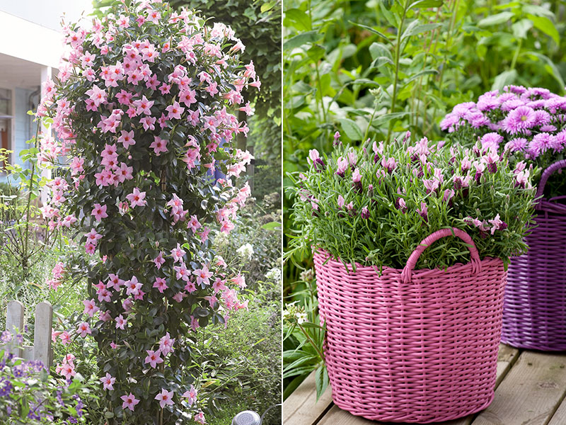 Stora sommarblomskrukor med bägarranka och lavendel