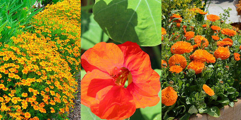 Inramning med kryddtagetes, blomsterkrasse och ringblomma