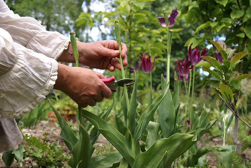 Klipp bort överblommade tulpaner