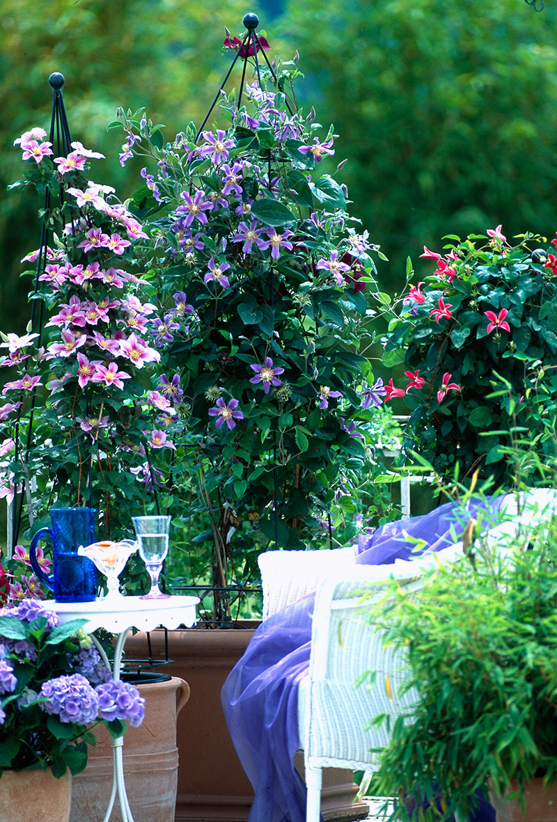 Krukodling-pa-balkong-klematis