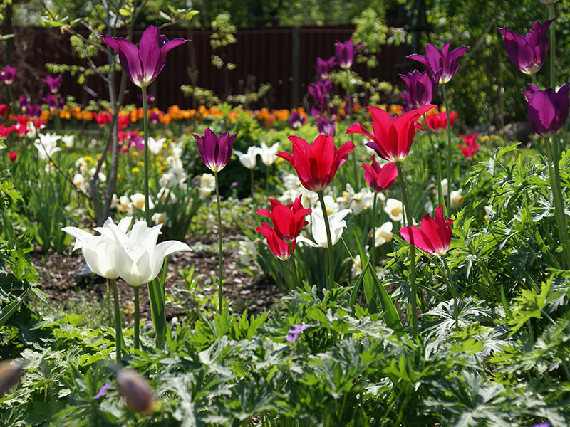 Tulpanblomning i trädgården